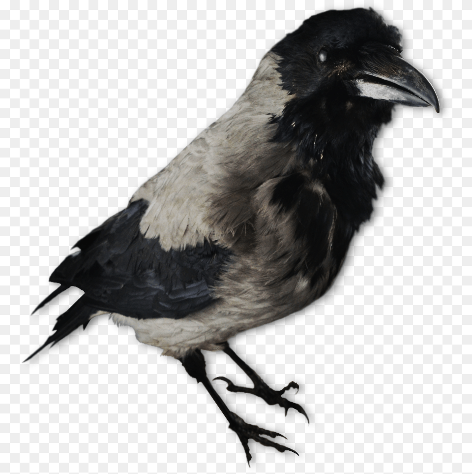 Image Of A Crow Decoy Lokkekrager, Animal, Bird Free Png