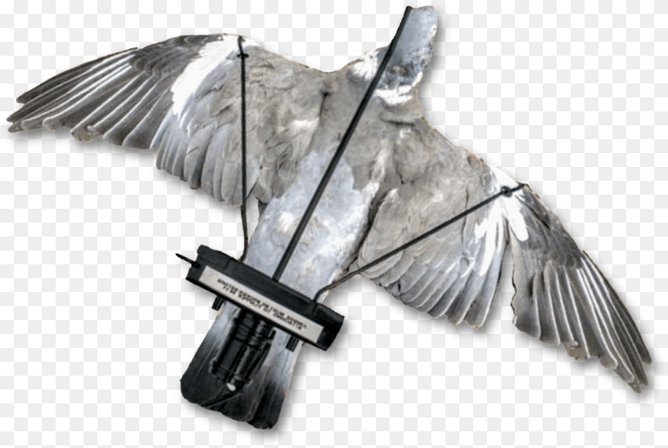 Image Of A Dead Pigeon Mounted Onto The Pigeon Turbo Due Flapper, Animal, Bird Free Png Download