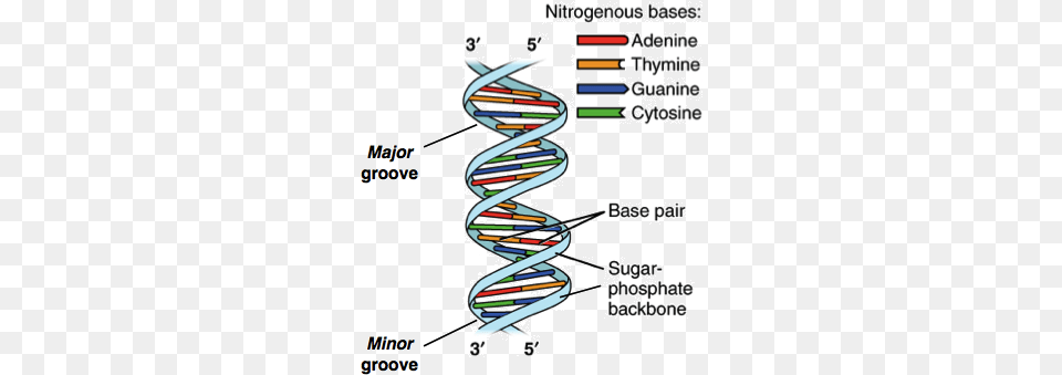 Image Of A Dna Double Helix Illustrating Its Right Handed Dna Structure, Spiral, Coil Png