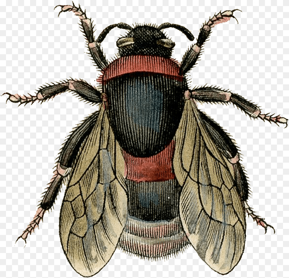 Of A Fly With Vintage Bee Stickers, Animal, Apidae, Insect, Invertebrate Png Image