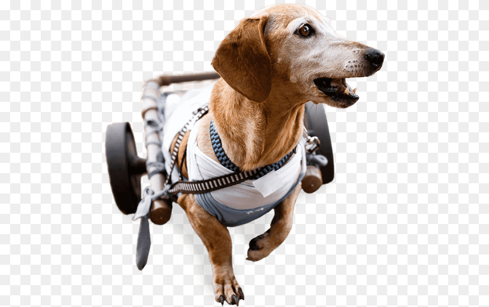 Image Of A Happy Dog Using A Dog Wheelchair Dog Catches Something, Animal, Canine, Hound, Mammal Free Png Download