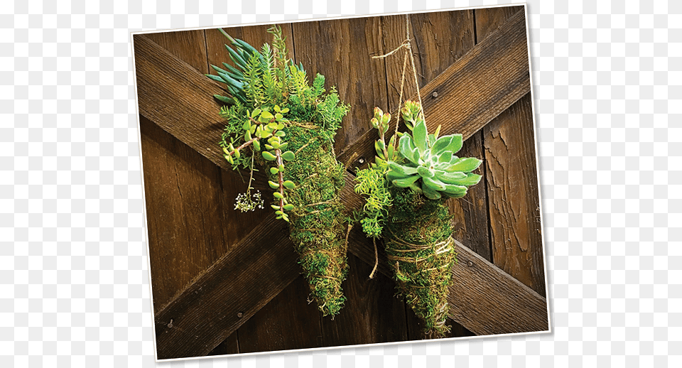 Image Of A Kokedama Succulent Kokedama, Jar, Plant, Planter, Potted Plant Free Png Download