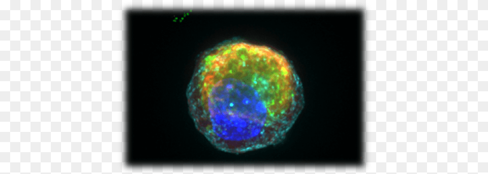 Image Of A Single Paneth Cell With Anti Microbial Granules Paneth Cell, Accessories, Ornament, Gemstone, Jewelry Free Png