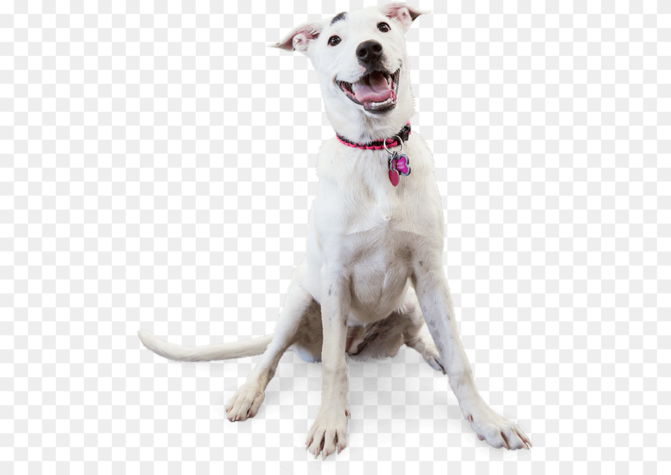 Of A Smiling Dog Dog Yawns, Accessories, Animal, Canine, Mammal Png Image