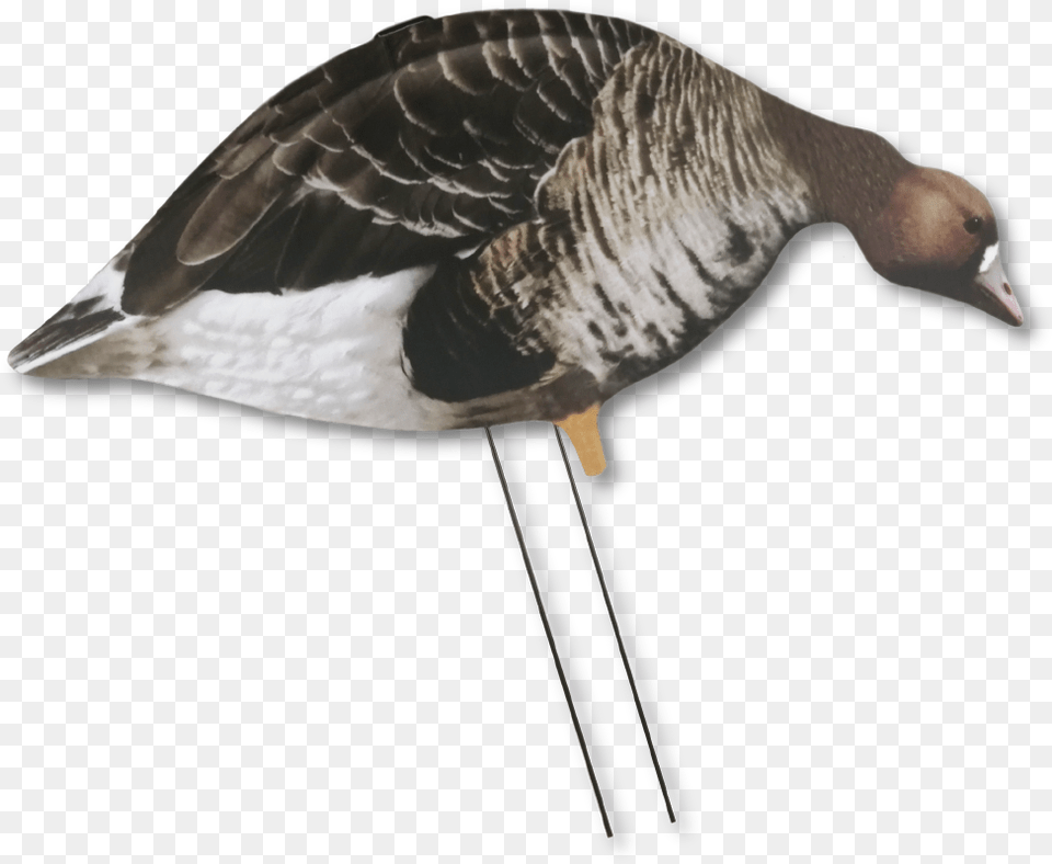 Image Of Big Al S Silhouette Specklebelly Decoys In Loon, Animal, Bird, Goose, Waterfowl Png