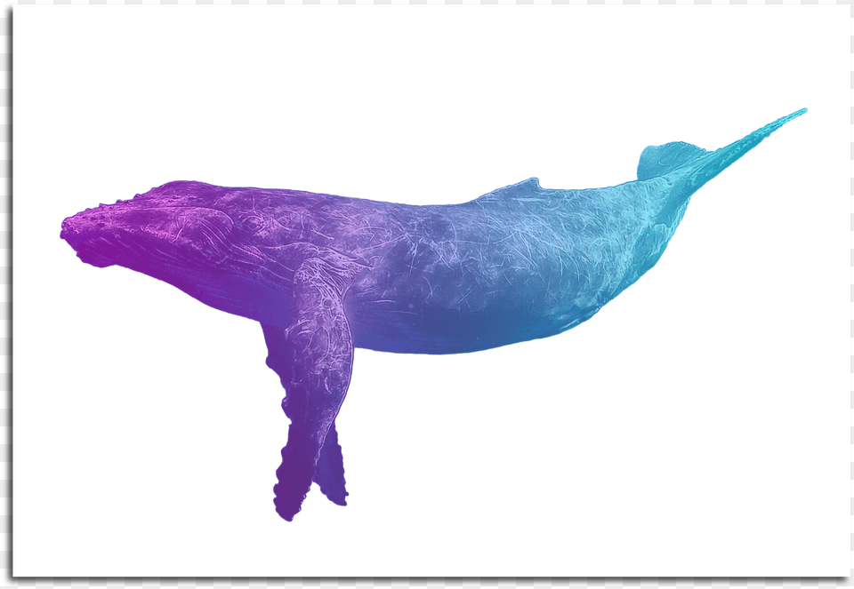 Image Of Blue Whale Poster Paus Hd, Animal, Mammal, Sea Life, Dinosaur Free Png Download