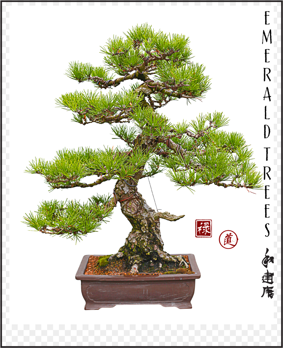 Image Of Bonsai Cedre Du Japon Bonsai, Plant, Potted Plant, Tree, Conifer Free Png Download