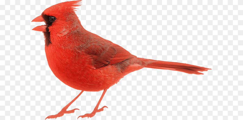 Image Of Cardinal Cardinal White Background, Animal, Bird Free Png Download