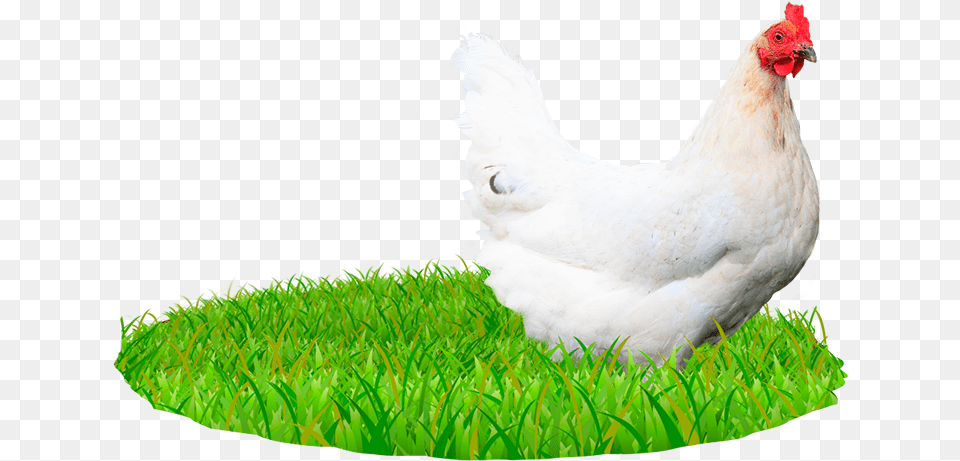 Of Chicken Chicken, Animal, Bird, Fowl, Poultry Png Image