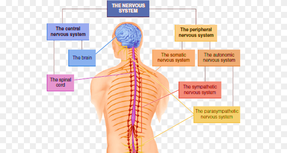 Image Of Components Of Nervous System Peripheral Nervous System In Hindi, Adult, Female, Person, Woman Png