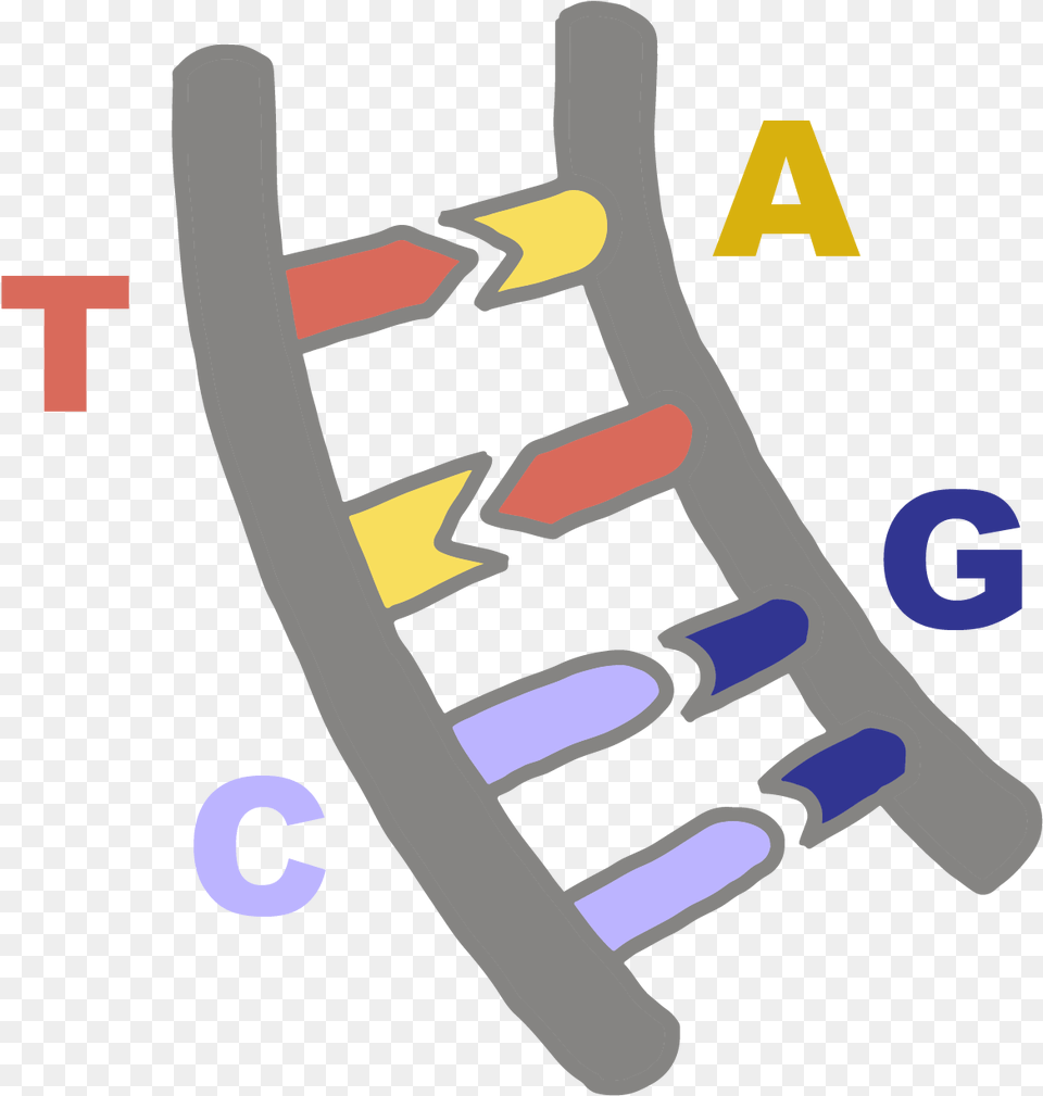 Image Of Dna Bases Pairing With Their Complementary Dna Bases, Person Free Png Download