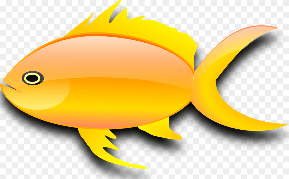 Image Of Fish, Animal, Sea Life, Goldfish, Clothing Png