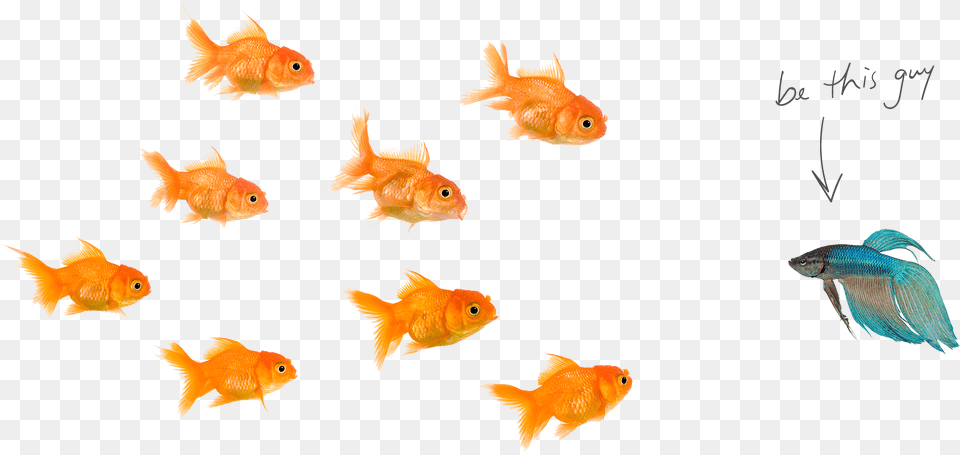 Image Of Fishes Download School Of Fish With White Background, Animal, Sea Life, Goldfish Png