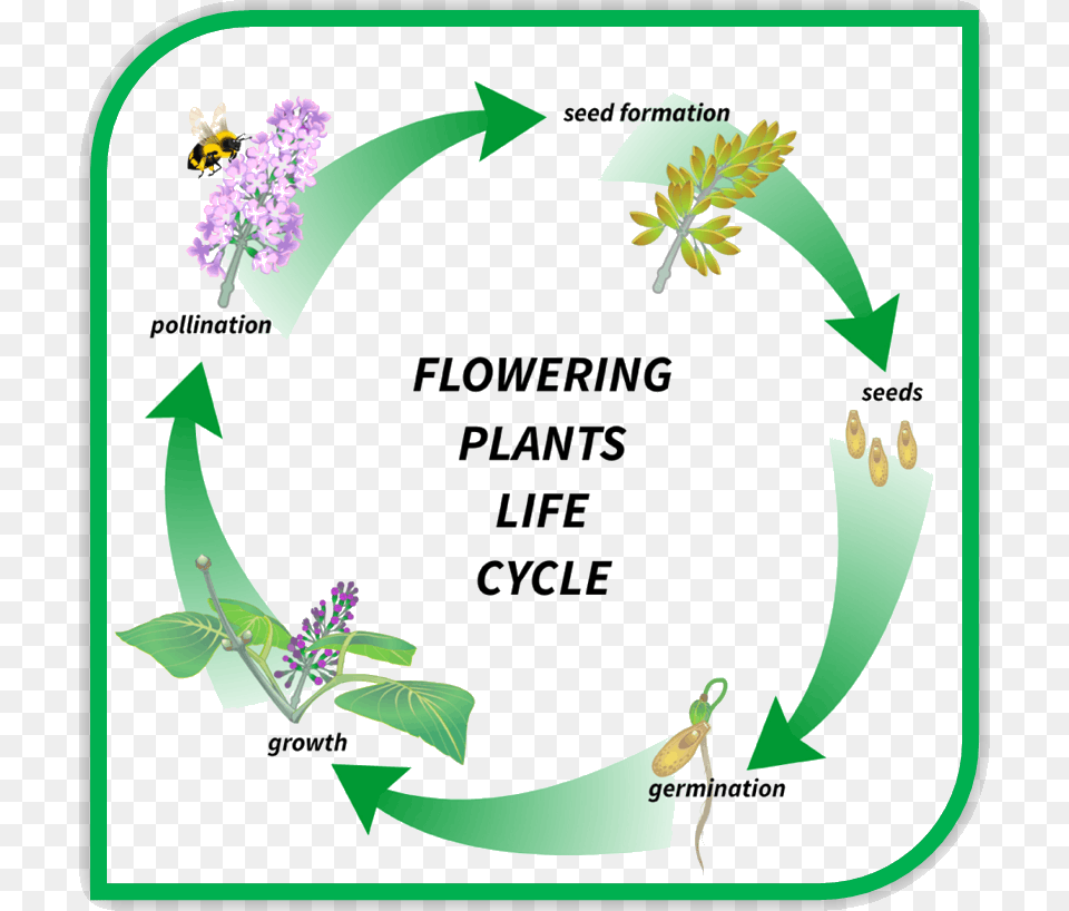 Image Of Flowering Plants Life Cycle Flowering Plant, Herbal, Herbs, Flower, Advertisement Free Png Download