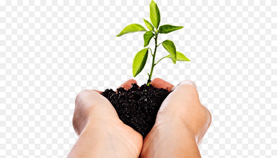 Image Of Hands Holding A Seedling Manos Con Tierra, Body Part, Soil, Potted Plant, Plant Png