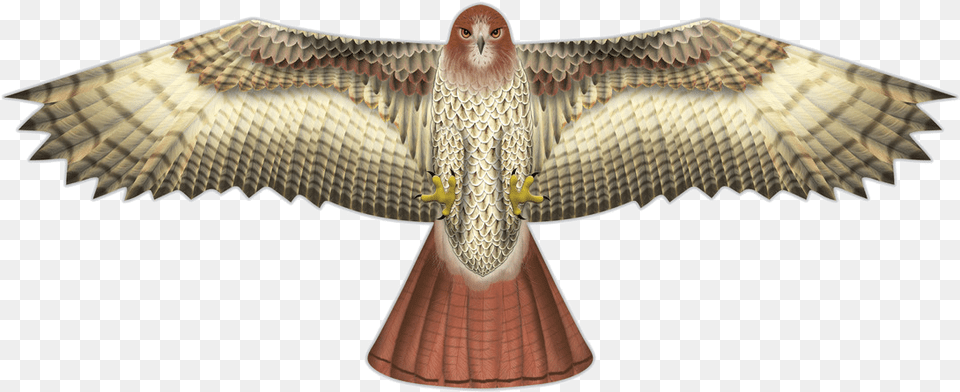 Image Of Hawk Supersize Bird Of Prey Kite Hawk Kite, Animal, Beak, Buzzard, Kite Bird Png