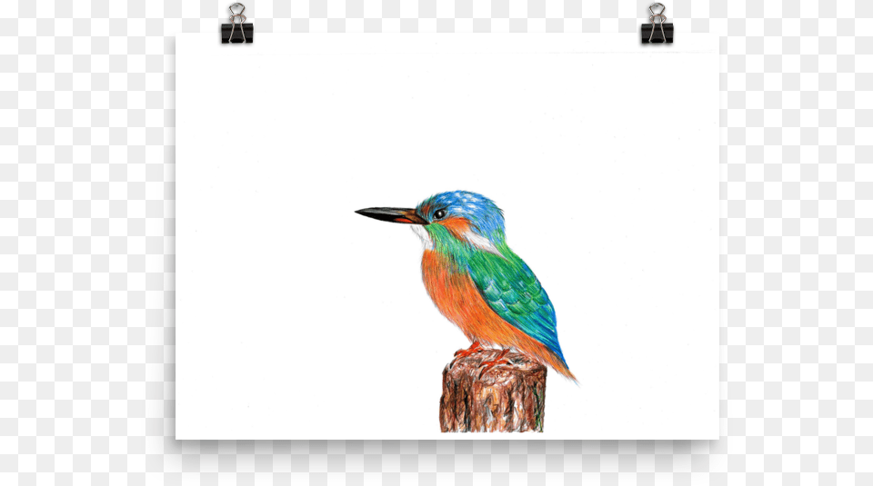 Image Of Kingfisher Coraciiformes, Animal, Beak, Bee Eater, Bird Free Transparent Png