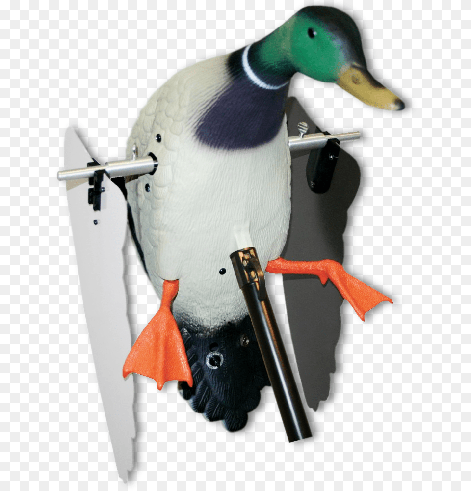 Image Of Mojo Super Mallard Mallard, Animal, Beak, Bird, Anseriformes Free Png Download
