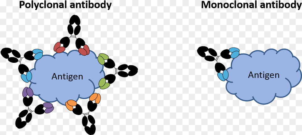 Image Of Monoclonal And Polyclonal Antibodies Monoclonal Antibody Vs Polyclonal Antibody Free Transparent Png