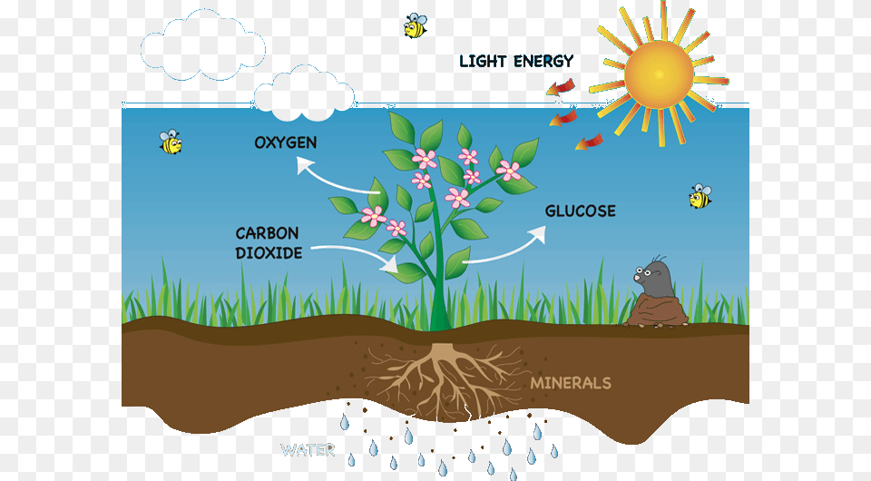 Image Of Photosynthesis, Plant, Vegetation, Grass, Outdoors Free Transparent Png