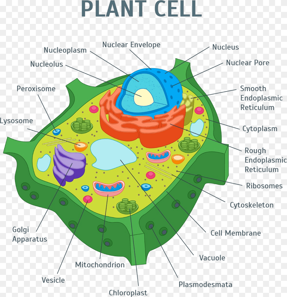 Image Of Plant Cell Plant Cell, Outdoors, Vegetation, Diagram, Nature Free Transparent Png