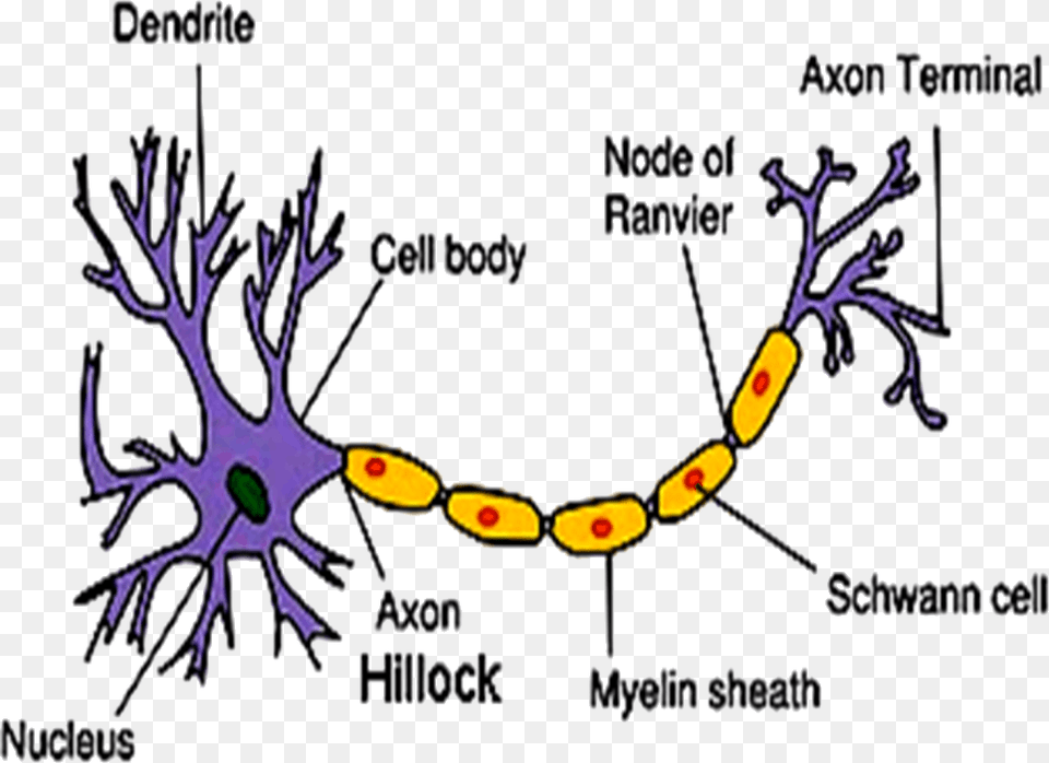 Image Of Structure Of Neuron Part Of A Neuron Contains The Nucleus, Purple Free Png Download