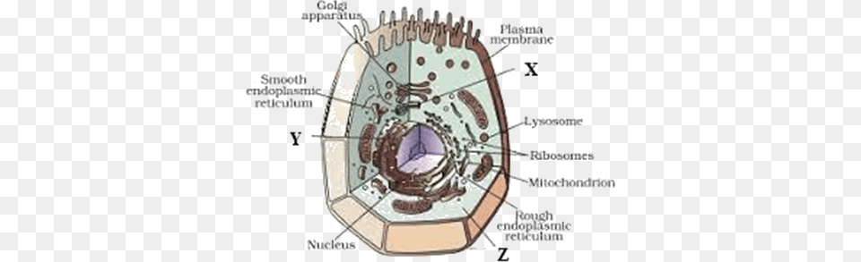 Image Of The Animal Cell Diagram Of Plant Cell Class, Birthday Cake, Cake, Cream, Dessert Free Png Download