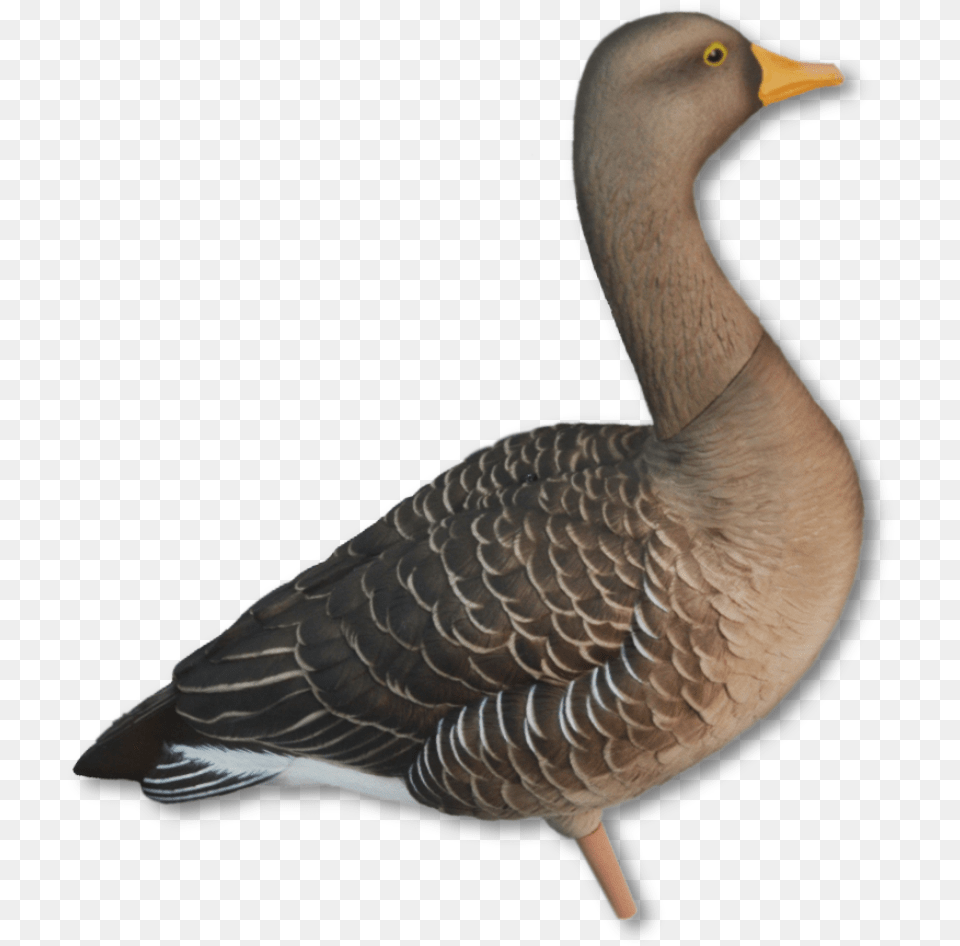 Image Of The Avian X Greylag Avian X Greylag, Animal, Bird, Goose, Waterfowl Png