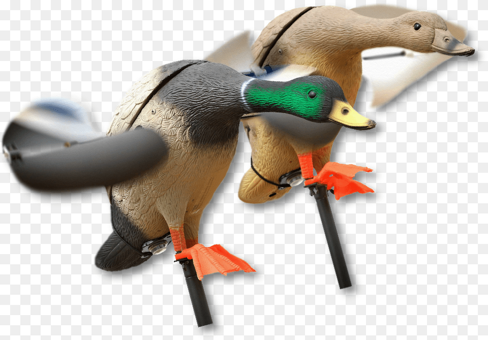 Image Of The Lucky Duck Mallard Lokkeand Med Vinger, Animal, Anseriformes, Bird, Waterfowl Free Png