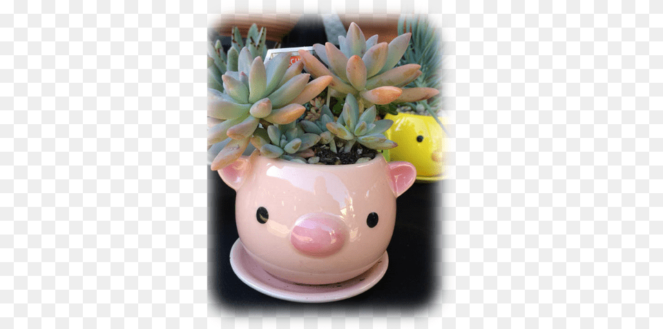 Image Of Two Succulents In A Pig Pot Flowerpot, Jar, Plant, Planter, Potted Plant Free Png Download