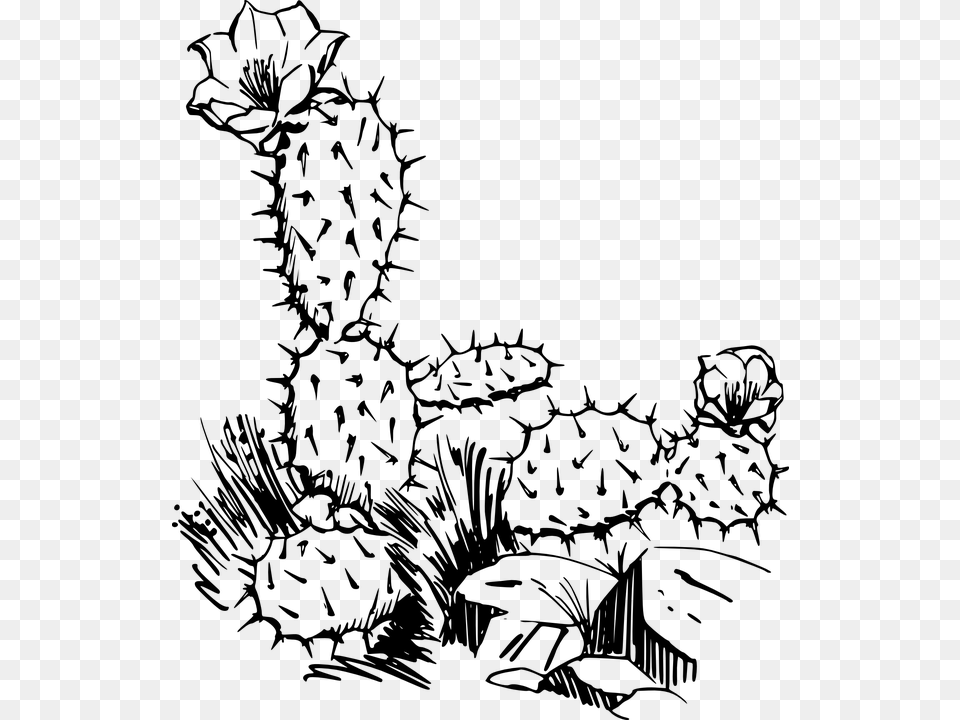 Image On Pixabay Cactus Clip Art, Gray Png