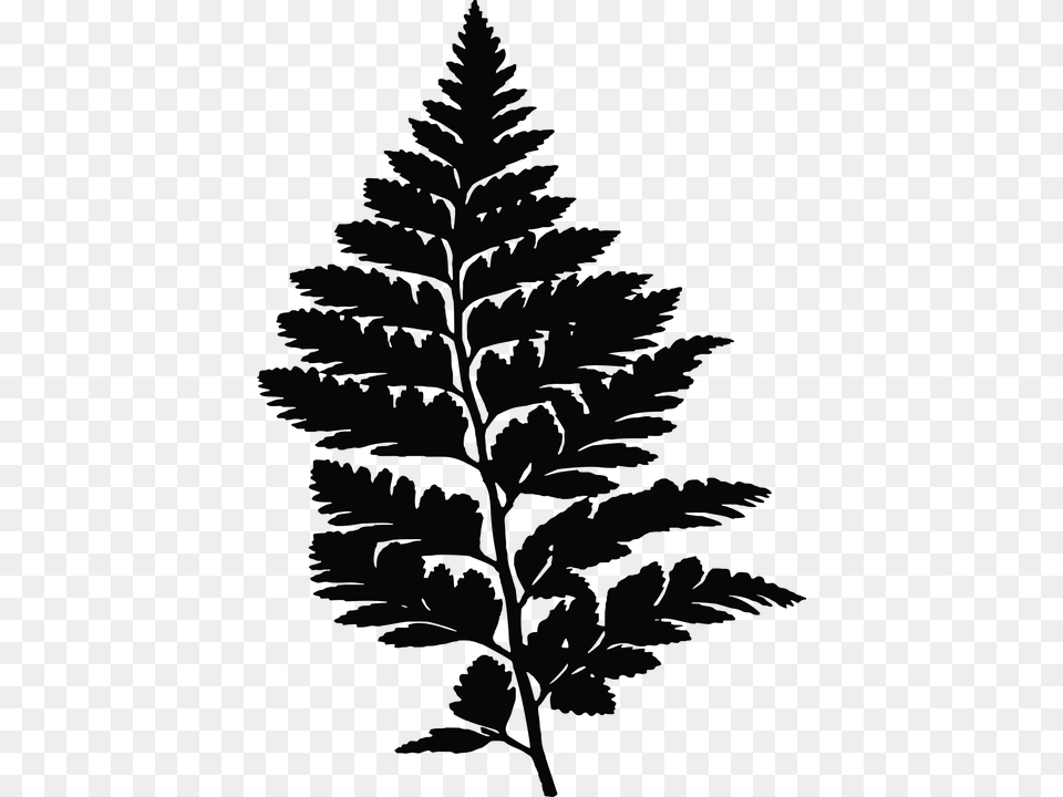 Image On Pixabay Fern Silhouette, Gray Free Png Download