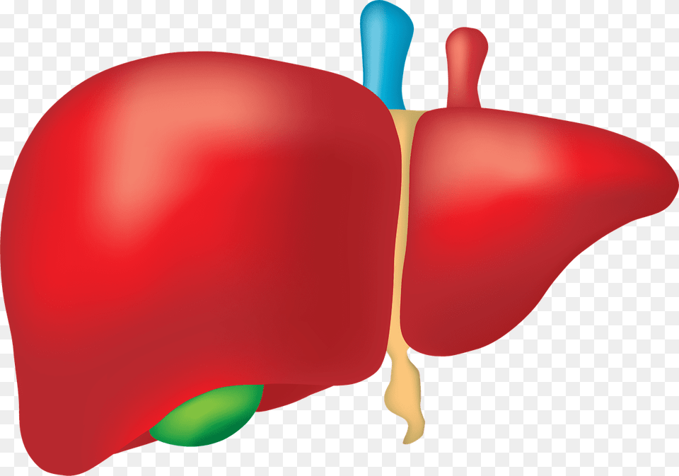 Image On Pixabay Largest Internal Organ Of Human Body, Apple, Food, Fruit, Plant Free Transparent Png