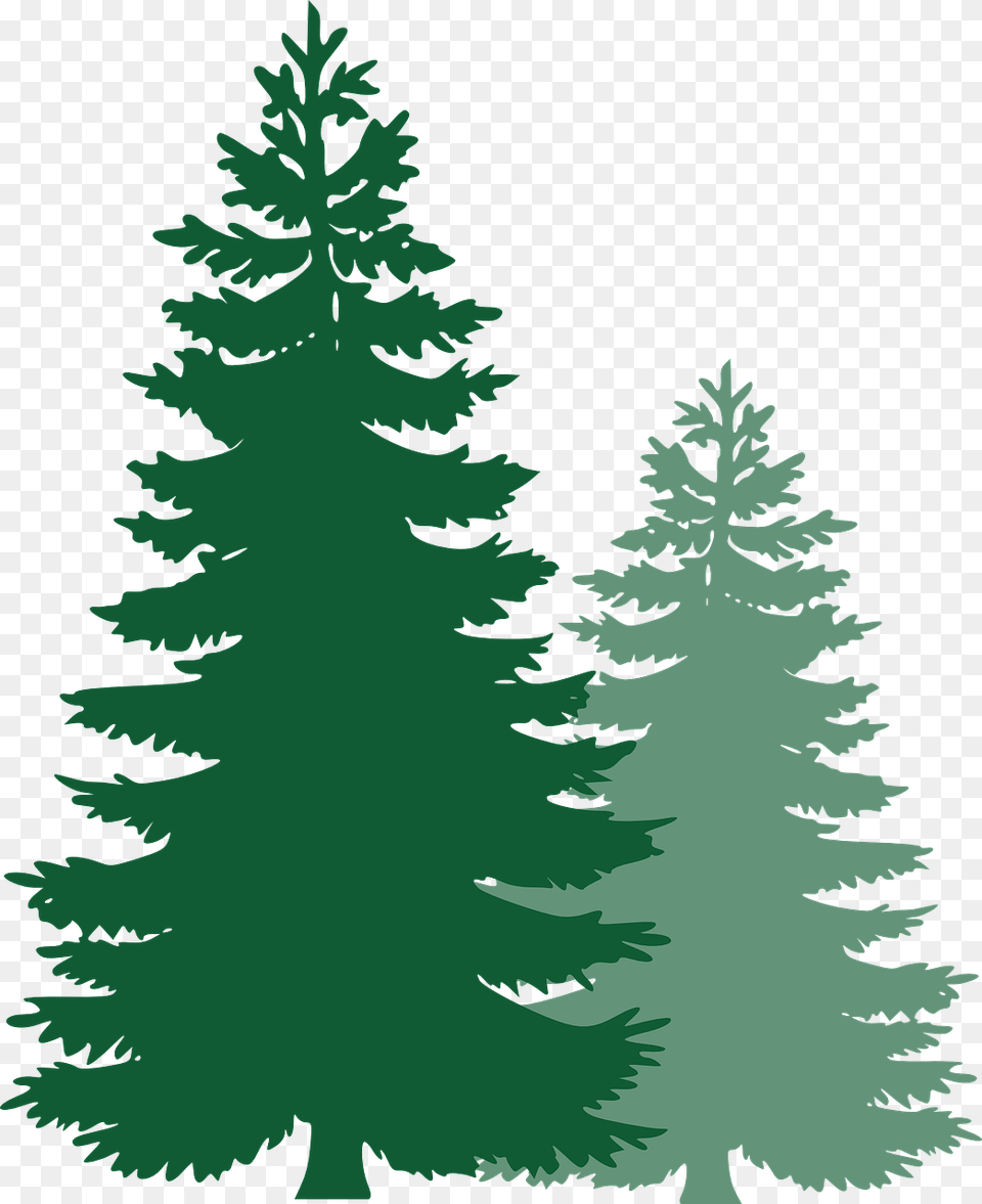 Image On Pixabay Vector Pine Tree, Fir, Plant, Conifer, Person Png