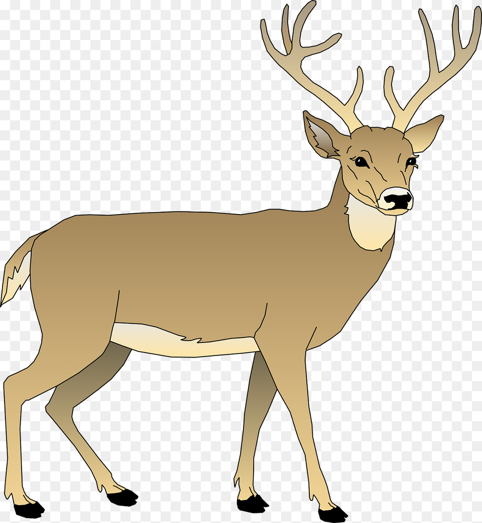 Image On Pixabay White Tailed Deer Clipart, Animal, Mammal, Wildlife, Elk Png
