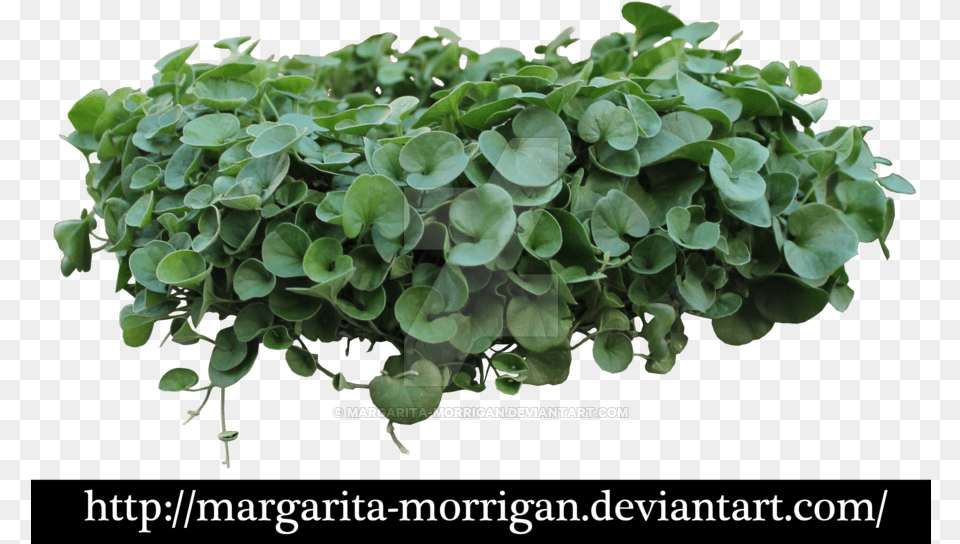Image P Gt Green Balcony Plants, Herbal, Herbs, Plant, Potted Plant Png