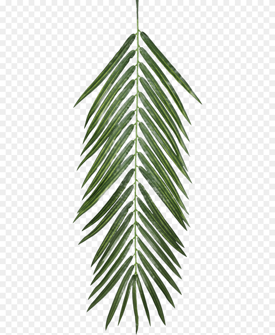 Image Palm Leaves, Leaf, Palm Tree, Plant, Tree Free Png