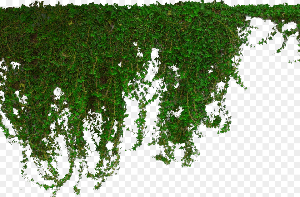Image Photoshop Ivy, Green, Moss, Plant, Vegetation Free Png Download