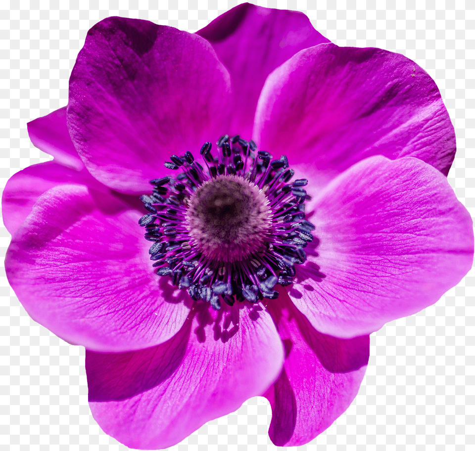 Image Poppy Flower Blossom Bloom In 2020 Purple Poppy Flower Clipart, Anemone, Geranium, Plant, Pollen Free Png Download