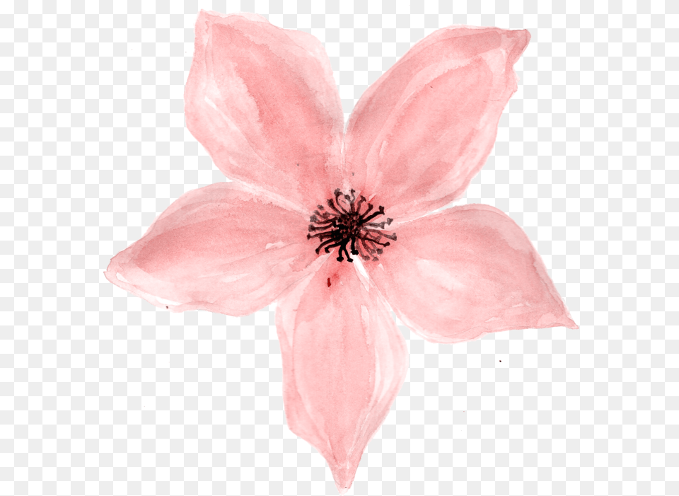 Image Printable Flor Rosa Bebe, Anther, Flower, Petal, Plant Png