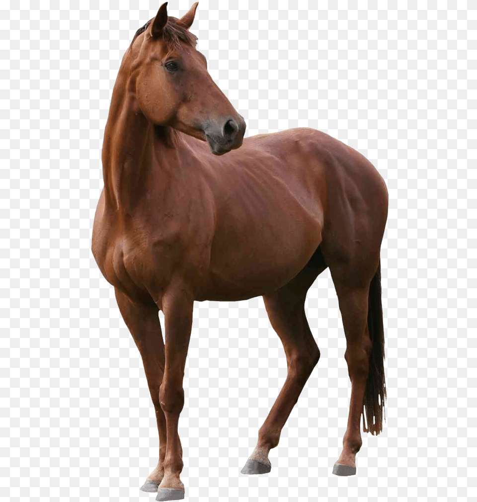 Real Brown Horse, Animal, Colt Horse, Mammal, Stallion Png Image