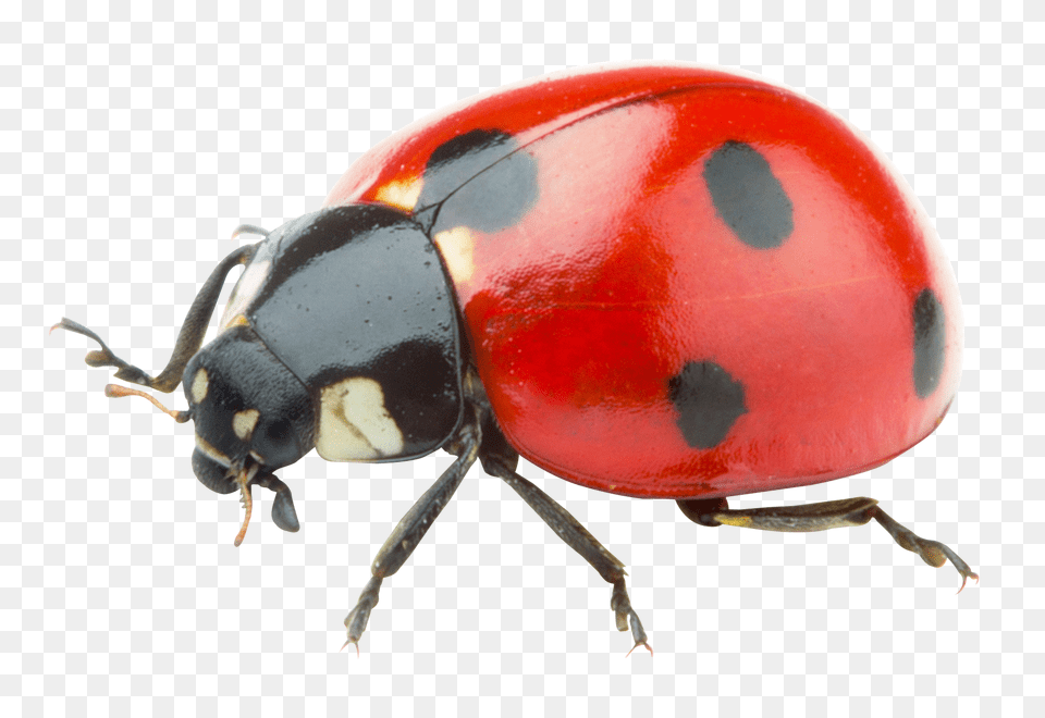 Image Red Ladybug, Animal, Insect, Invertebrate Free Transparent Png
