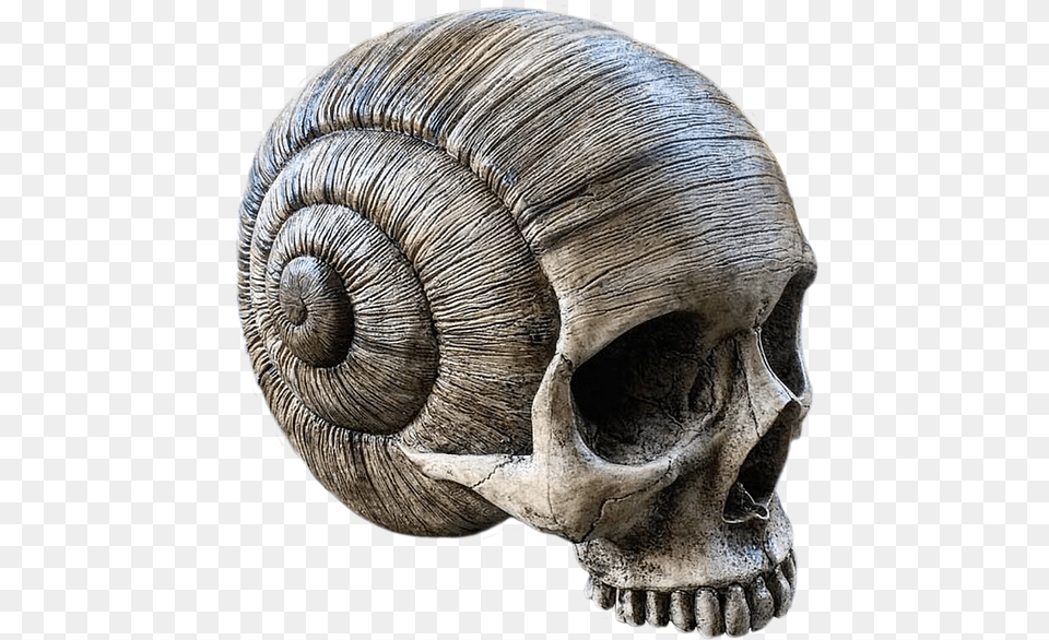 Image Result For Animal Skull Snail Skull, Elephant, Mammal, Wildlife, Art Free Png