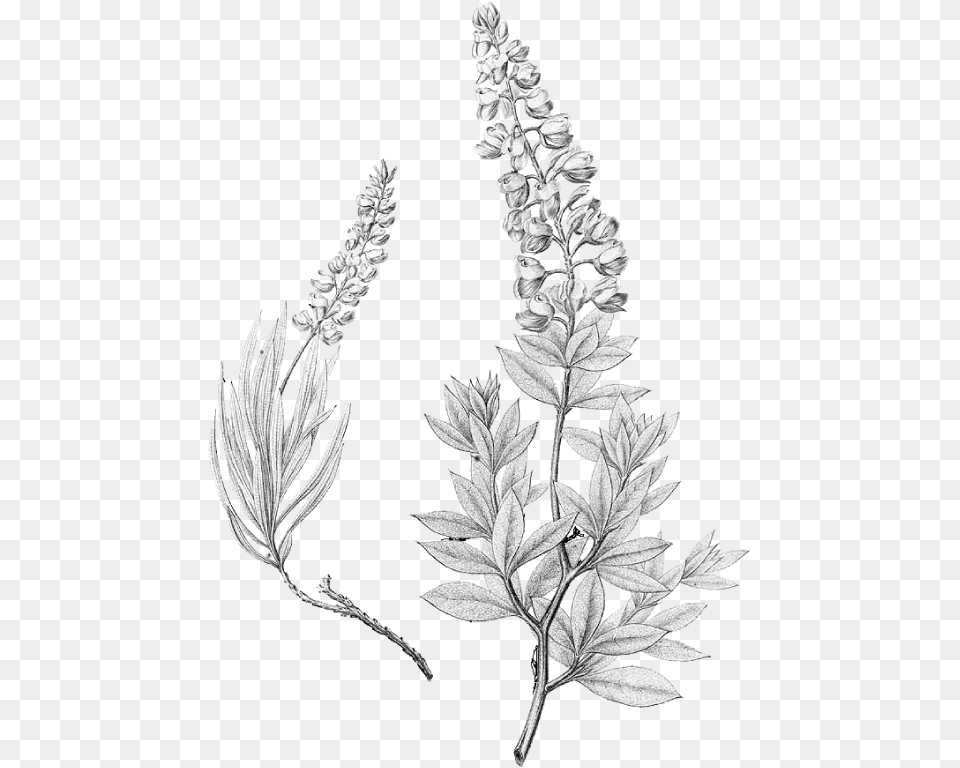 Image Result For Bluebonnet Tattoo Black And White Black And White Bluebonnet, Amaranthaceae, Grass, Leaf, Plant Free Transparent Png