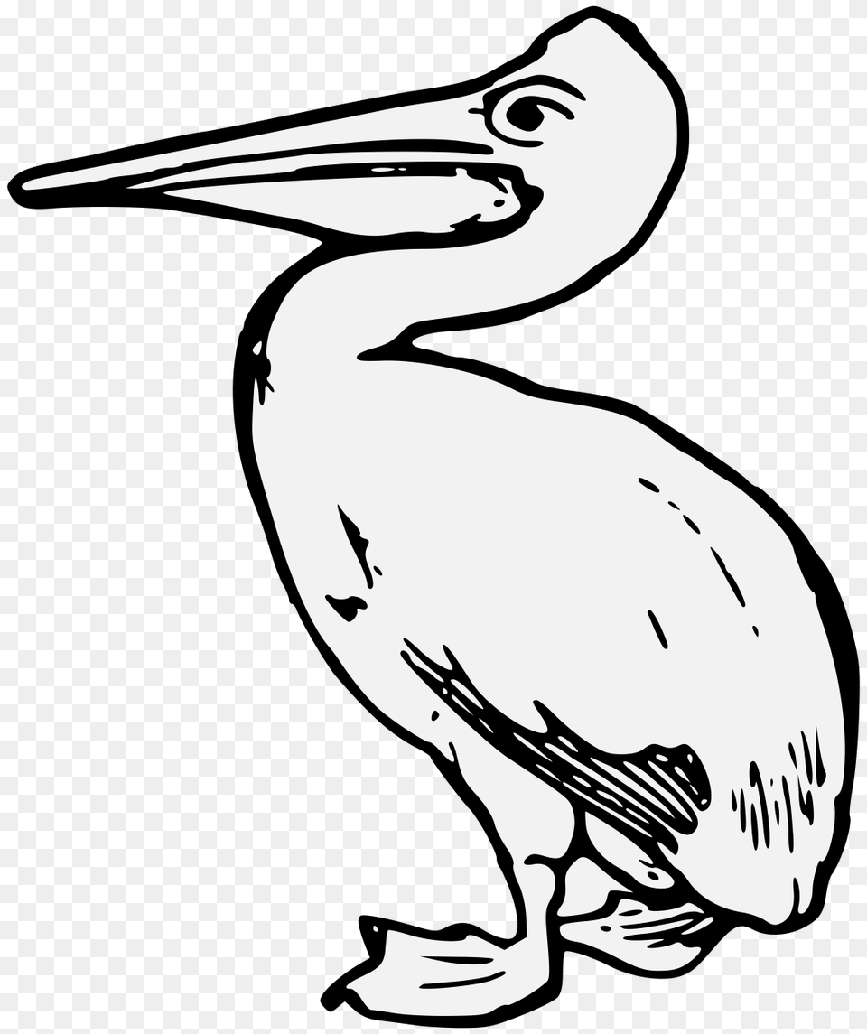 Image Result For Brown Pelican Line Drawing Birds, Animal, Waterfowl, Bird, Person Png