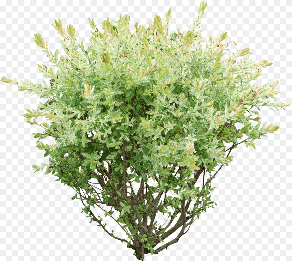 Image Result For Bush Bush, Herbal, Herbs, Plant, Vegetation Free Png