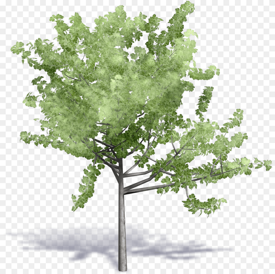 Image Result For Cadblock Birch Tree Tree Revit, Plant, Maple, Oak, Sycamore Free Png