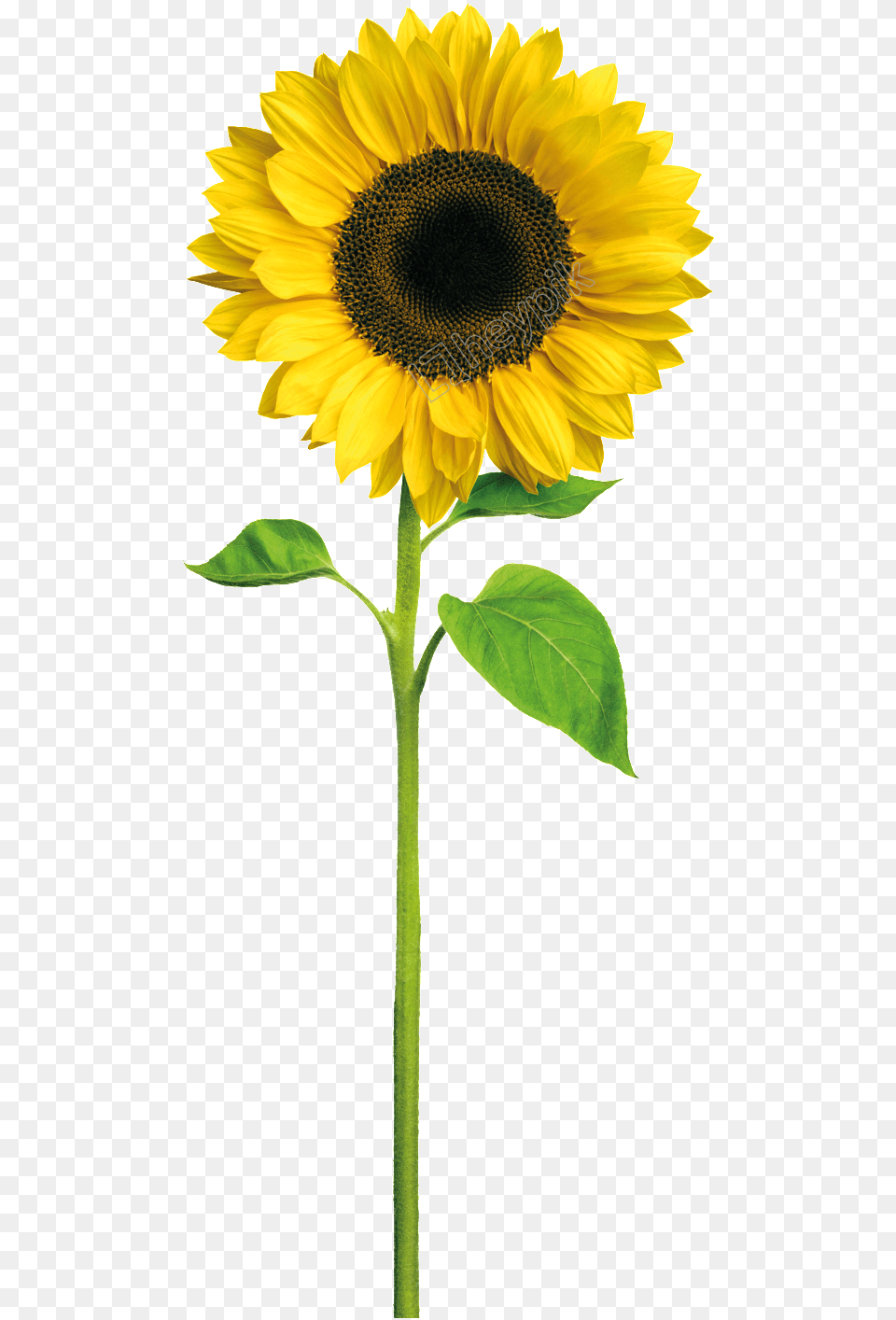 Image Result For Cartoon Sunflower De Um Girassol, Flower, Plant Free Png
