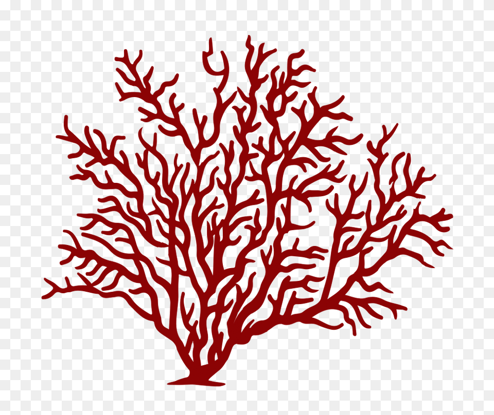 Image Result For Fan Coral Coral In Fan Coral, Art, Plant, Drawing, Pattern Free Png