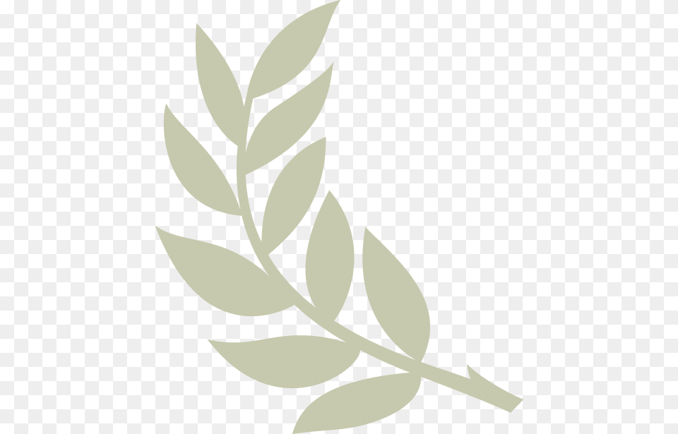 Result For Olive Branch Transparent Olive Branch, Herbal, Plant, Leaf, Herbs Png Image